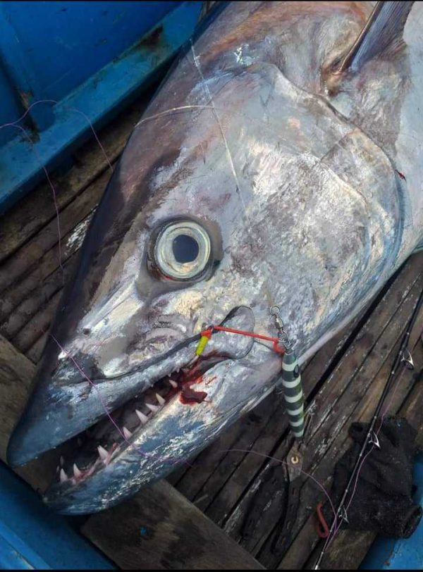 Dogtooth tuna: a close up of the business end!