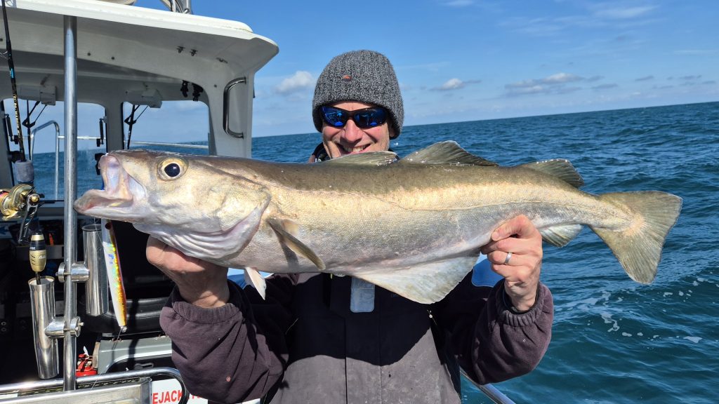 Matt with a massive pollack caught on the Pink Silver Glow Slammer jig